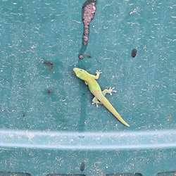 Kona's Gecko Feeding Station