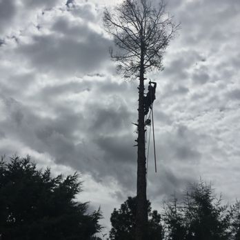 Very Good Tree Service - Removing a large dying Douglas Fir from a customer in Los Alamos! - Tree Services Near Me