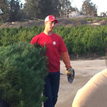 Sand Haven Pines - Christmas Trees Near Me - Perris, California Sand Haven Pines - Christmas Trees Near Me - Perris, California
