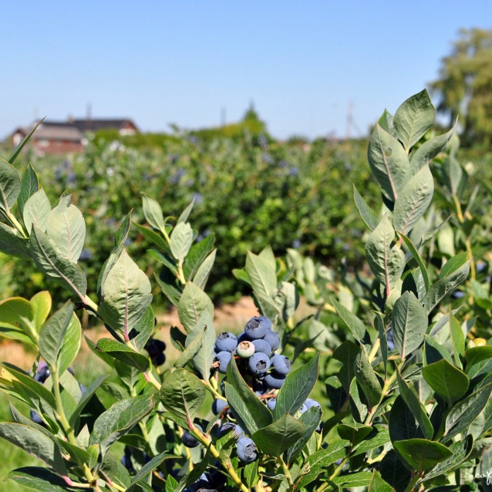 Emma Lea Farms - Fruits & Veggies Near Me - Delta, British Columbia
