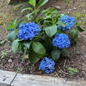 Juniper Junction Plants - Blue/Periwinkle Hydrangeas. - Nurseries & Gardening Near Me - Hiawassee, Georgia Juniper Junction Plants - Blue/Periwinkle Hydrangeas. - Nurseries & Gardening Near Me - Hiawassee, Georgia