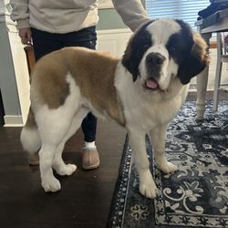 Happy Hounds Grooming - Freshly groomed 9 month old Saint Bernard