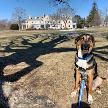 Down 4 Paws - Out on a walk and sitting pretty for the camera. - Pet Training Near Me