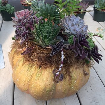 Martin Garden Center - Succulents grown in a cactus - Nurseries & Gardening Near Me - Greenville, South Carolina Martin Garden Center - Succulents grown in a cactus - Nurseries & Gardening Near Me - Greenville, South Carolina