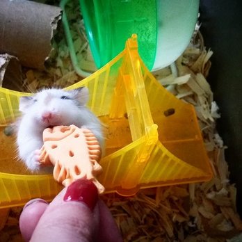 frozen rat pups petsmart