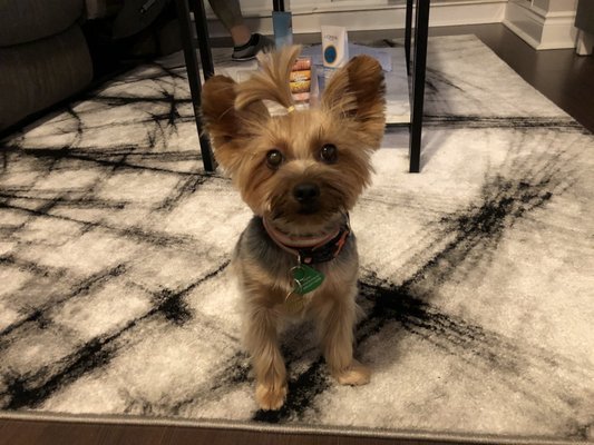 dog grooming north york