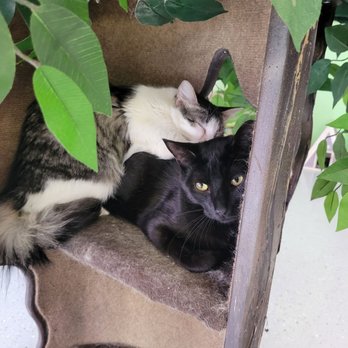 Cat Cafe Rescue - Pet Adoption Near Me - Chino Hills, California Cat Cafe Rescue - Pet Adoption Near Me - Chino Hills, California