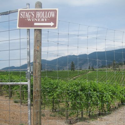 Stag's Hollow Winery by null