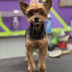 Shear Pawfection - Grooming