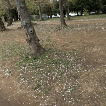 Tidal Basin - Petals - Lakes Near Me - Washington, DC, District of Columbia