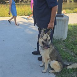 Thunder's Pack Canine Training - Colbi working on social skills in public places.