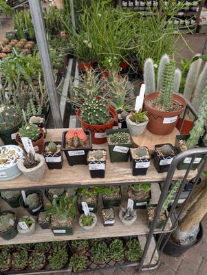 Buchanan's Native Plants by null