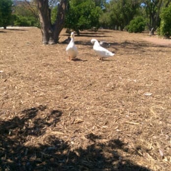 CSUN Pond - 2 white ducks - Parks Near Me - Los Angeles, California CSUN Pond - 2 white ducks - Parks Near Me - Los Angeles, California