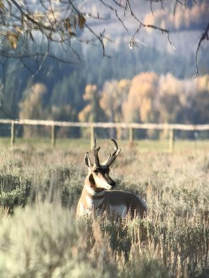 Jackson Hole EcoTour Adventures by null