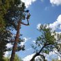 Weber Davis Tree Service