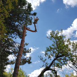 Weber Davis Tree Service