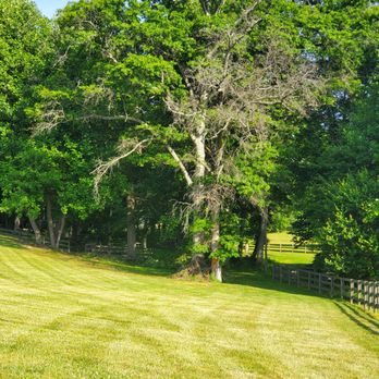 ADM Tree Services & Landscaping - a horse grazing in a field - Landscaping Near Me - Sterling, Virginia ADM Tree Services & Landscaping - a horse grazing in a field - Landscaping Near Me - Sterling, Virginia