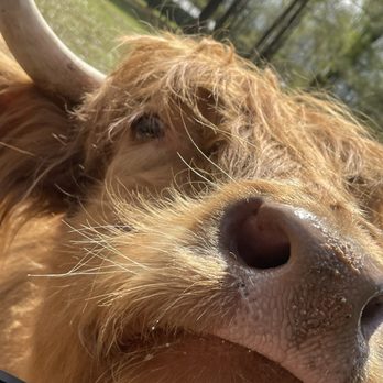 Alabama Safari Park - Zoos Near Me - Hope Hull, Alabama