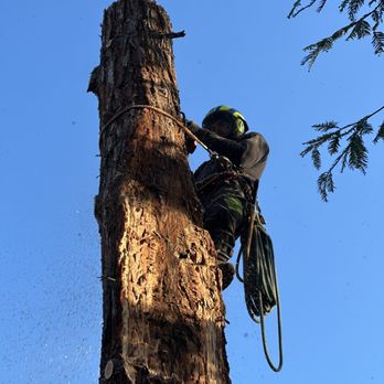 Easy Stumps Tree Services - Tree Services Near Me - Folsom, California Easy Stumps Tree Services - Tree Services Near Me - Folsom, California