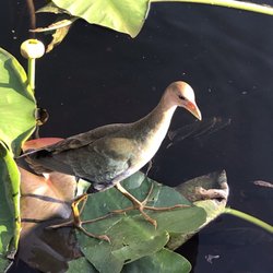 Everglades Nature Tours