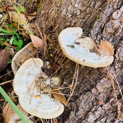 Green Creek Trail - Mushrooms.