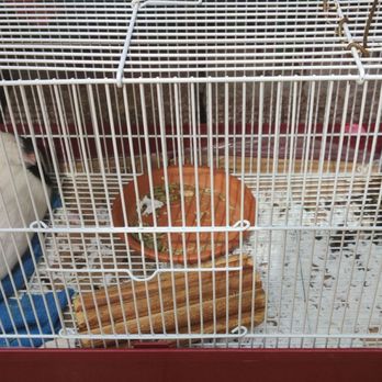 Made The Cut - 1 pet guinea pig in the garden in the back - Hair Salons Near Me - Brooklyn, New York
