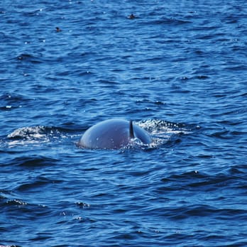 Vancouver Whale Watch - Minke whale - Whale Watching Tours Near Me - Richmond, British Columbia Vancouver Whale Watch - Minke whale - Whale Watching Tours Near Me - Richmond, British Columbia