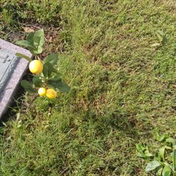 Memorial Park Cemetery - &i need something bitter& post malone, rip great uncle patrick