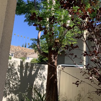 Elenes Tree Service - Tree - Tree Services Near Me - Rialto, California Elenes Tree Service - Tree - Tree Services Near Me - Rialto, California