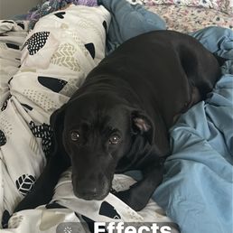 My Best Friend Shadow