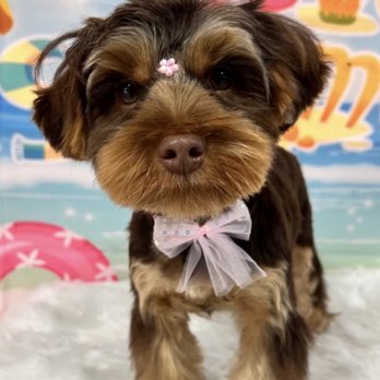 Doggy Retreat and Spa - Pet Sitting Near Me - Cutler Bay, Florida Doggy Retreat and Spa - Pet Sitting Near Me - Cutler Bay, Florida