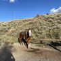 Photo of Spring Creek Western Riding