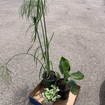 Hunter's Nursery - My new babies! - Nurseries & Gardening Near Me - Lemon Grove, California Hunter's Nursery - My new babies! - Nurseries & Gardening Near Me - Lemon Grove, California