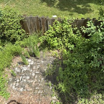 GW Tree Services - Before - Tree Services Near Me - Manassas Park, Virginia GW Tree Services - Before - Tree Services Near Me - Manassas Park, Virginia