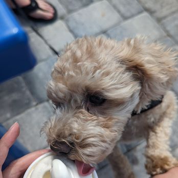 Dreamette Aberdeen - Not a pup cup, but regular vanilla ice cream since they were sold out of the dog cups. - Ice Cream & Frozen Yogurt Near Me - Saint Johns, Florida