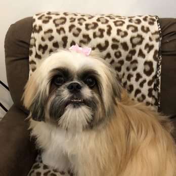 My Dog - Pet Groomers Near Me - Miami, Florida