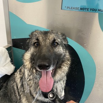 Immaculate Paws - Pet Groomers Near Me - Riverside, California Immaculate Paws - Pet Groomers Near Me - Riverside, California