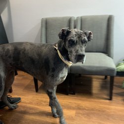 Hybrid Sports Chiropractic - Oreo: Female dog.