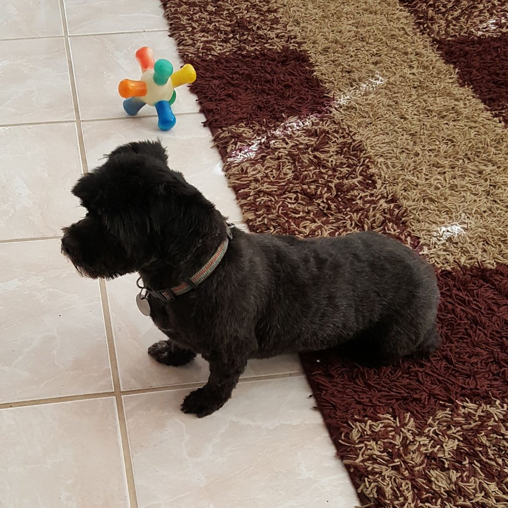 Cassies Mobile Pet Grooming - Great Job! - Pet Groomers Near Me