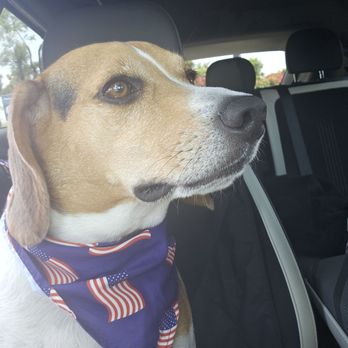 Bark Side Pet Grooming - Pet Groomers Near Me - Long Beach, California