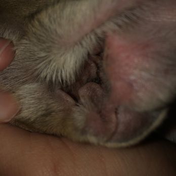 The Pet Station - Ear infection from first visir - Pet Groomers Near Me - Louisville, Kentucky