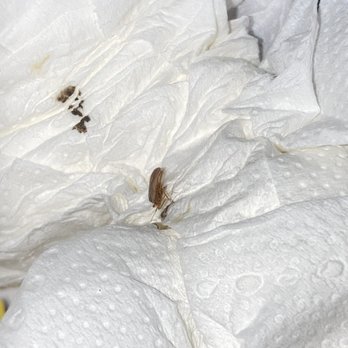 El Rancho Motel - Bed bugs - Hotels Near Me - Coeur D Alene, Idaho El Rancho Motel - Bed bugs - Hotels Near Me - Coeur D Alene, Idaho