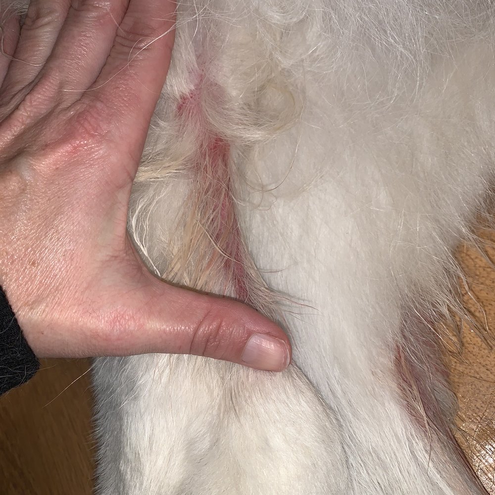 Petco - Size of rear leg cut by groomer - Pet Stores Near Me - Redlands, California