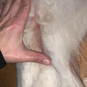 Petco - Size of rear leg cut by groomer - Pet Stores Near Me - Redlands, California Petco - Size of rear leg cut by groomer - Pet Stores Near Me - Redlands, California