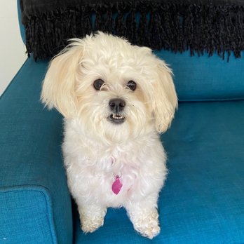 Gentle Care Pet Clinic - Veterinarians Near Me - Long Beach, California