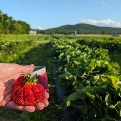 Cross The Creek Farm