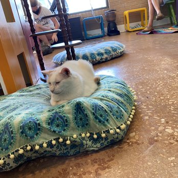 The Witty Whisker Cat Cafe - Themed Cafes Near Me - St. Augustine, Florida The Witty Whisker Cat Cafe - Themed Cafes Near Me - St. Augustine, Florida