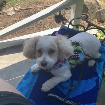 Claudia's Coiffeur Le' Petite - My little Sadie - Pet Groomers Near Me - San Leandro, California Claudia's Coiffeur Le' Petite - My little Sadie - Pet Groomers Near Me - San Leandro, California