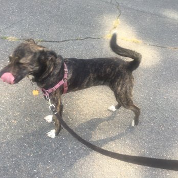 On Call Pet Service - Pet Boarding Near Me On Call Pet Service - Pet Boarding Near Me