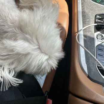 Petco - My dog Peachy after service - Pet Training Near Me - North Miami Beach, Florida